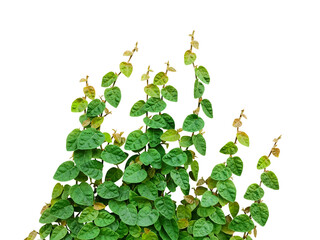 Green Creeper Plant on white 