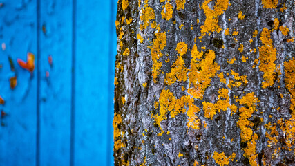 Yellow moss on tree bark. Grey background. Copy-space. Close up. Defocus.