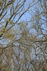 les arbres à Barré Nevez en Bretagne Cornouailles Finistère France 