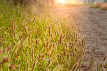 Setaria pumila a species of grass, yellow foxtail, yellow bristle
