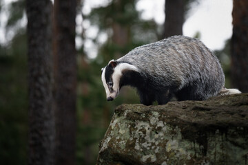 Running badger in the forest.