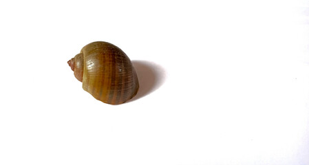 A shell on a white background