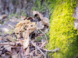 Frogs copulating among leaves in the forest