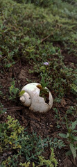 Broken shells in a large field