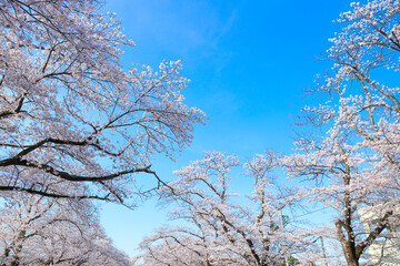 桜と青空　春イメージ