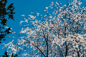Fototapeta premium 林業試験場樹木公園の紅枝垂桜