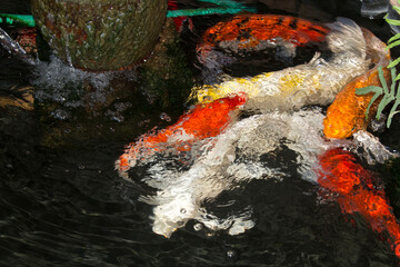 Many carp are colorful and beautiful, swimming in ponds in the front yard and decorating ponds with falling water.