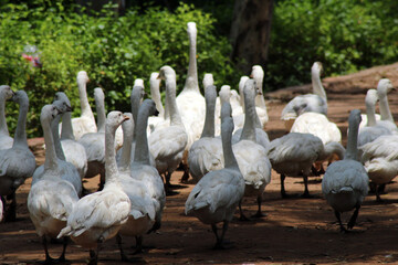 group of pelicans