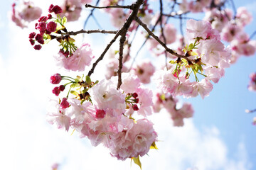 八重咲き桜の福禄寿