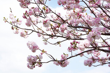 Obraz premium 八重咲き桜の福禄寿