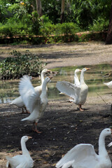 two white geese