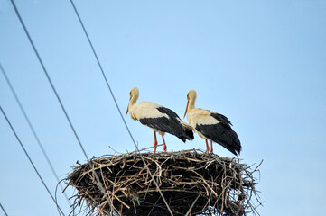 White storks pair on their nest