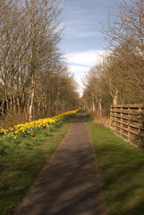 Fototapeta na wymiar daffodils along footpath at Melrose on Easter Sunday