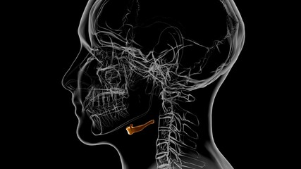 Human Skeleton Hyoid bone Anatomy For Medical Concept 3D © mybox