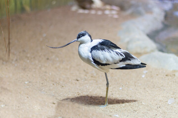 Bird sandpiper shiloklyuvka with a thin long curved beak for straining silt close up