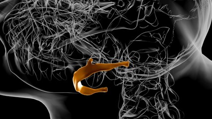 Human Skeleton Hyoid bone Anatomy For Medical Concept 3D © mybox