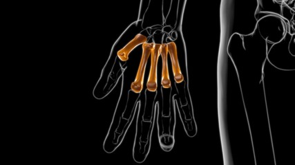 Human Skeleton Hand Matacarapls Bone Anatomy For Medical Concept 3D © mybox