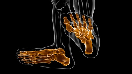 Human Skeleton Foot bones Anatomy For Medical Concept 3D © mybox