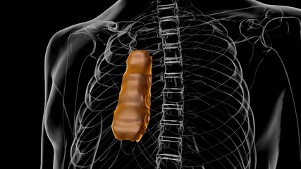 Human Skeleton Body of Sternum Bone Anatomy For Medical Concept 3D © mybox