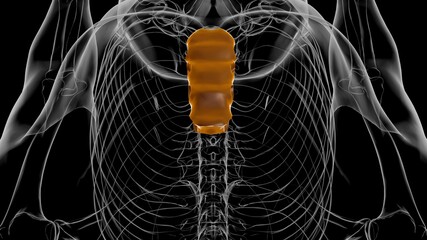 Human Skeleton Body of Sternum Bone Anatomy For Medical Concept 3D © mybox