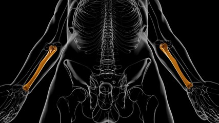 Human skeleton anatomy Ulna Bone 3D Rendering