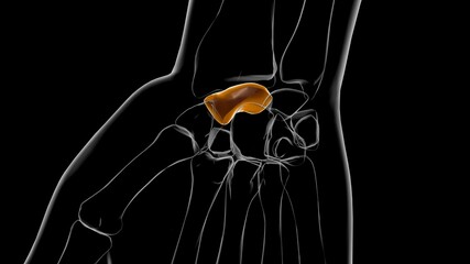 Human Skeleton Scaphoid Anatomy 3D © mybox