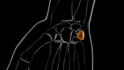 Human Skeleton Pisiform bone Anatomy 3D © mybox