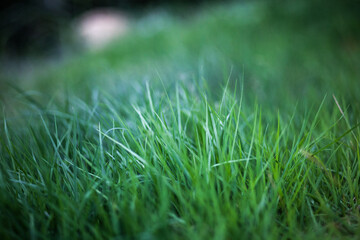 juicy uncut green lawn of garden grass