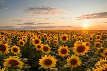Obraz premium Bright sun on a warm coloured sky in the evening sends its last light rays on the yellow summer field of sunflowers. Concept of agriculture, farming, countryside.