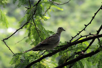 bird on a branch