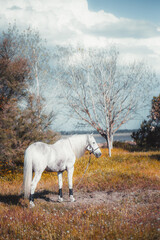 A vertical view of a beautiful white horse grazing on a summer glade lit by a warm daylight sun with trees around, native grasses, and flowers