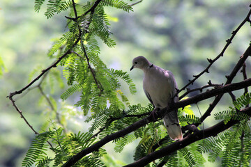 bird on a branch