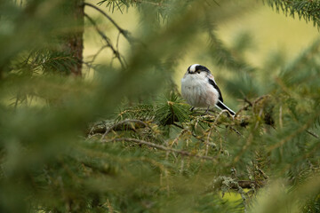 Long-tailed tit sitting on a branch