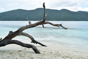 landscape of gead wood and sea from monkey island travel location in Thailand