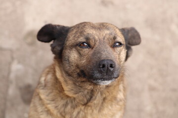 close up of a dog