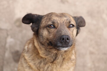 portrait of a dog