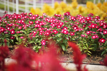 blooming flower decorating in flowerpot in garden