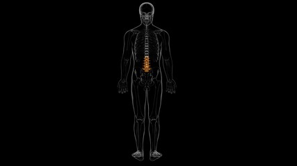Human Skeleton Vertebral Column Lumbar Vertebrae Anatomy 3D