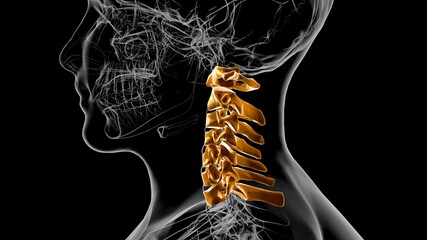 Human Skeleton Vertebral Column Cervical Vertebrae Anatomy 3D © mybox