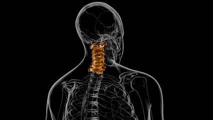 Human Skeleton Vertebral Column Cervical Vertebrae Anatomy 3D © mybox