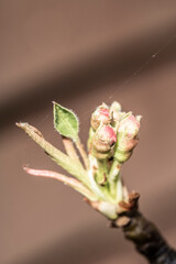 Close Up of Flower Blossom in the Spring