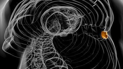 Human Skeleton Xiphoid process Anatomy 3D © mybox