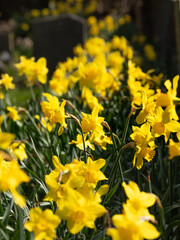 Obraz premium yellow daffodil flowers