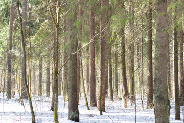 Sunny spring day in fir tree forest with snow and bright sun among trunks and branches