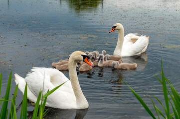 pair of swans with little swans