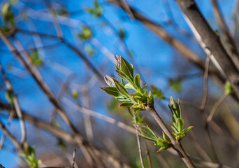 buds with fresh leaves bloom in spring, the awakening of nature, buds on trees with young leaves