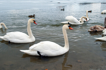 Fototapeta premium white swans group on the lake swim well under the bright sun