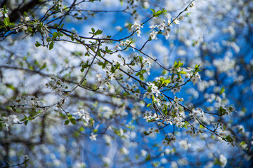 white cherry flowers on a blue sky background, white spring blooms on a branch, selective focus, nature awakening in spring