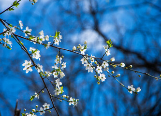 white small cherry flowers against a blue sky, white spring blooms on a branch, beautiful manifestations of the spring season, selective focus, awakening nature in spring