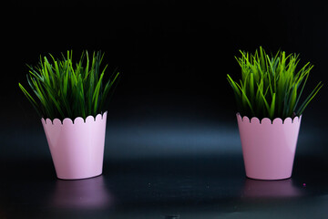 two pink pots for green grass on a black background